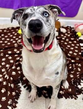 Catahoula Leopard Dog Dogs Available for Adoption in Groveland, Massachusetts - Scooter | PetCurious
