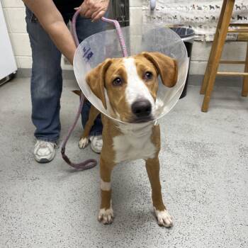 Catahoula Leopard Dog and Hound Dogs Available for Adoption - Playstation | PetCurious