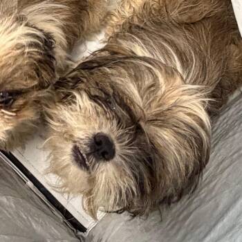 Pimento -  Mixed Breed Dog for Adoption in Philadelphia, Pennsylvania - Pimento | PetCurious