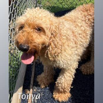 Tonya -  Goldendoodle Dog for Adoption in Fredericksburg, Virginia - Tonya | PetCurious