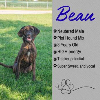 Beau -  Plott Hound Dog for Adoption in Junction City, Kansas - Beau | PetCurious