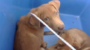 Rescue Mixed Breed Dogs for Adoption in Dallas, Texas - ICEQ | PetCurious