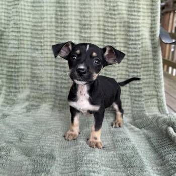 Dachshund and Terrier Dogs Available for Adoption in Carencro, Louisiana - Bowler | PetCurious