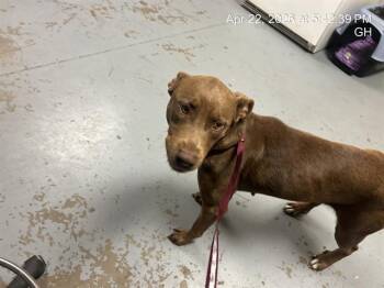 Pit Bull Terrier Dogs Available for Adoption in Ocala, Florida - BRIAR | PetCurious