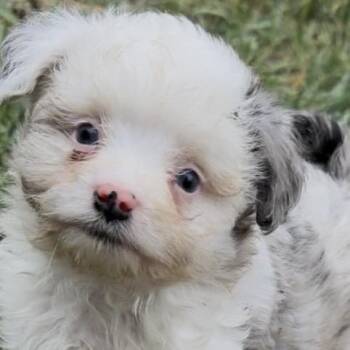 Gabe (mini-Aussiedoodle) -  Poodle and Australian Shepherd Dog for Adoption in South Saint Paul, Minnesota - Gabe (mini-Aussiedoodle) | PetCurious