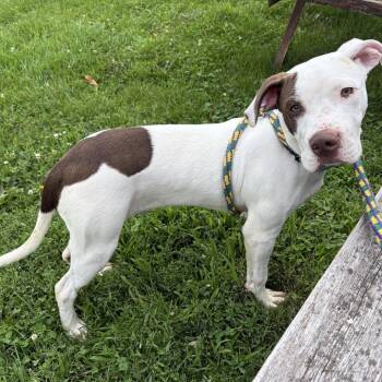 Clock It -  Mixed Breed Dog for Adoption in Davenport, Iowa - Clock It | PetCurious