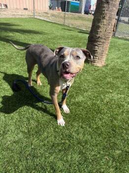 Pit Bull Terrier and Mixed Breed Dogs Available for Adoption - Breezy - 1 | PetCurious