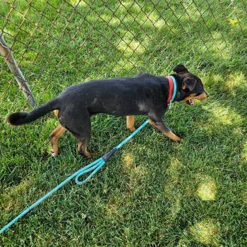 Freddie -  Beagle and Rottweiler Dog for Adoption - Freddie | PetCurious