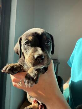 Rescue Hound Dogs for Adoption in Kalamazoo, Michigan - Pine - In Foster | PetCurious