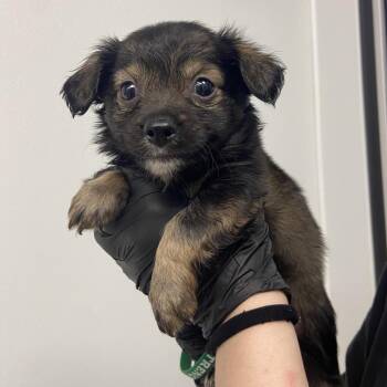 Terrier and Dachshund Dogs Available for Adoption in Abilene, Texas - Manny | PetCurious