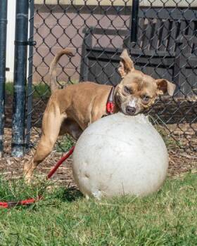 Solo Tenny -  Mixed Breed Dog for Adoption in Chamblee, Georgia - Solo Tenny | PetCurious