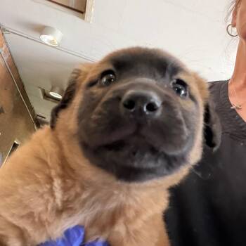 Shepherd Dogs Available for Adoption in Birmingham, Alabama - Daisy | PetCurious