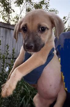 Olivia -  Golden Retriever Dog for Adoption in Bull Valley, Illinois - Olivia | PetCurious