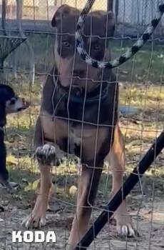 Mixed Breed Dogs Available for Adoption in Dyersburg, Tennessee - Koda  | PetCurious