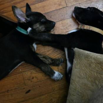 Lucky -  Collie and Mixed Breed Dog for Adoption in Kansas City, Missouri - Lucky | PetCurious