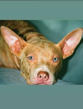 Jelly Bean -  Pit Bull Terrier Dog for Adoption in Philadelphia, Pennsylvania - Jelly Bean | PetCurious