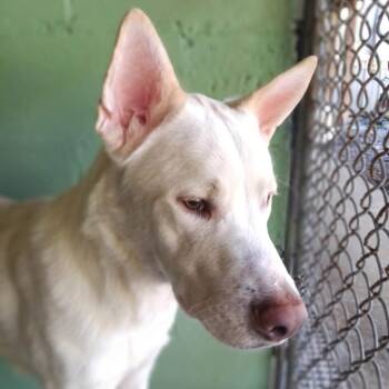 Frankie -  German Shepherd Dog and Yellow Labrador Retriever Dog for Adoption in Franklin, North Carolina - Frankie | PetCurious