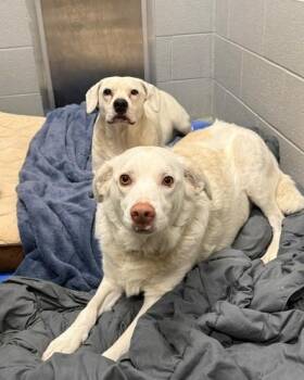 Honey & Blaze -  Retriever Dog for Adoption in Bellaire, Michigan - Honey & Blaze | PetCurious