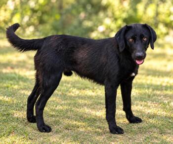 Dodge -  Black Labrador Retriever Dog for Adoption in Salamanca, New York - Dodge | PetCurious