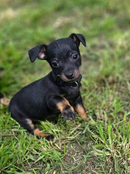 Chihuahua Dogs Available for Adoption in Penryn, California - Batman | PetCurious