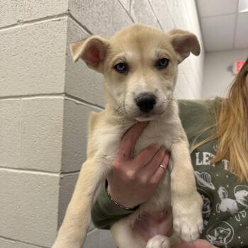 Mixed Breed Dogs Available for Adoption - Cream Puff | PetCurious