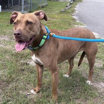 Pit Bull Terrier Dogs Available for Adoption in Newport, North Carolina - Brandy | PetCurious