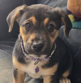 Mixed Breed Dogs Available for Adoption in Normal, Illinois - Sunni | PetCurious