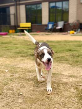 Starbucks -  Pit Bull Terrier Dog Available for Adoption in Douglasville, Georgia - Starbucks | PetCurious