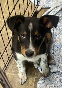 Bear -  Australian Cattle Dog Blue Heeler Dog for Adoption in Los Angeles, California - Bear | PetCurious