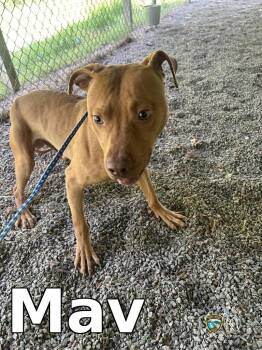 Pit Bull Terrier Dogs Available for Adoption in Rocky Mount, North Carolina - Mav | PetCurious