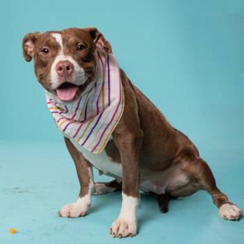 Bucket -  American Hairless Terrier and Mixed Breed Dog for Adoption in Atlanta, Georgia - Bucket | PetCurious