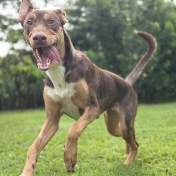 Doberman Pinscher and Shepherd Dogs Available for Adoption - Daisy | PetCurious