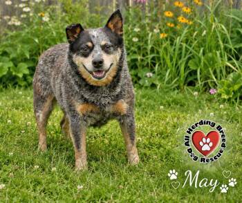 May -  Cattle Dog Dog for Adoption in Joliet, Illinois - May | PetCurious