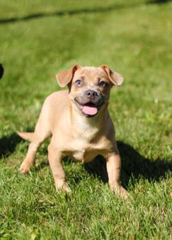 Guppy -  Puggle and Chihuahua Dog for Adoption in Battle Creek, Michigan - Guppy | PetCurious