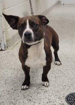 Mixed Breed Dogs Available for Adoption in Kansas City, Missouri - Devito | PetCurious