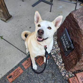 Chase -  Labrador Retriever and Husky Dog for Adoption in Cheyenne, Wyoming - Chase | PetCurious
