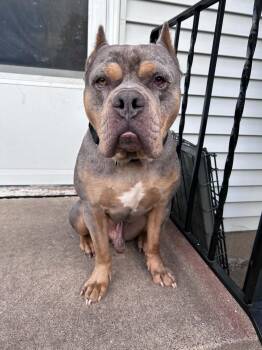 Ranger -  American Staffordshire Terrier and Mastiff Dog for Adoption in Minneapolis, Minnesota - Ranger | PetCurious