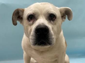 Claire -  American Bulldog and Mixed Breed Dog for Adoption in Minneapolis, Minnesota - Claire | PetCurious