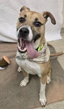 Forest -  Mixed Breed Dog for Adoption in Hamilton, Ohio - Forest | PetCurious