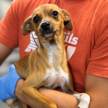 Rocky -  Chihuahua and Mixed Breed Dog for Adoption in Hopkinton, Massachusetts - Rocky | PetCurious