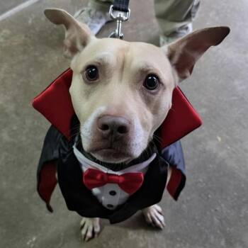 Winston -  Terrier Dog for Adoption in Closter, New Jersey - Winston | PetCurious