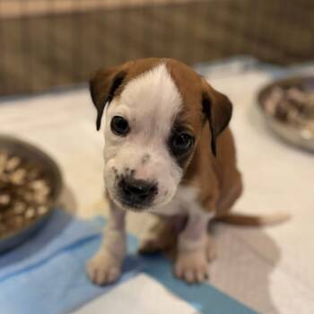Rescue Labrador Retriever and Boxer Dogs for Adoption in Allen, Texas - Bones | PetCurious