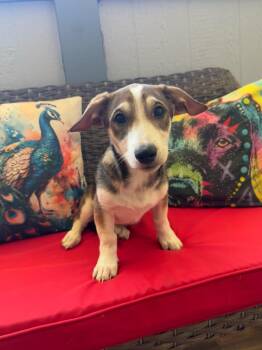 Huck -  Dachshund Dog for Adoption in Temecula, California - Huck | PetCurious