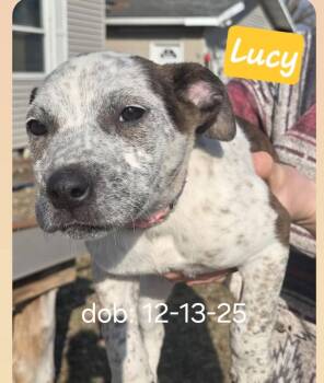 Australian Cattle Dog Blue Heeler and Pit Bull Terrier Dogs Available for Adoption - LUCY | PetCurious