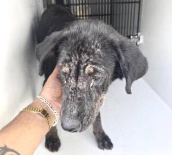 Labrador Retriever and Mixed Breed Dogs Available for Adoption in Houston, Texas - A656920 | PetCurious
