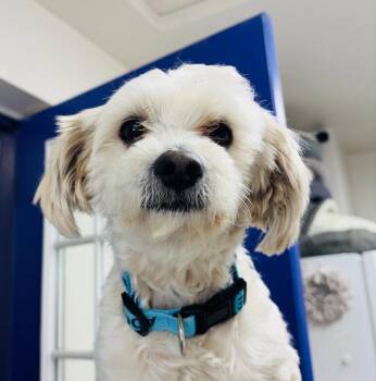 Maltese Dogs Available for Adoption in St. George, Utah - Finlay | PetCurious