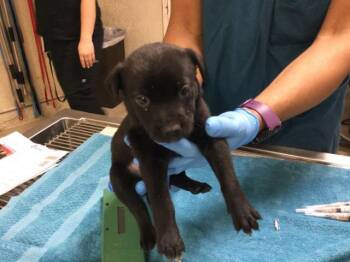 A1918529 -  German Shepherd Dog and Mixed Breed Dog for Adoption in Riverside, California - A1918529 | PetCurious