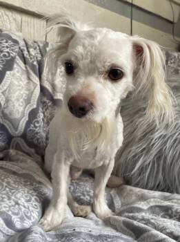 Maltese and Shih Tzu Dogs Available for Adoption - Blizzard | PetCurious