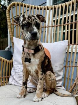 Catahoula Leopard Dog and Mixed Breed Dogs Available for Adoption in Colorado Springs, Colorado - ChaCha | PetCurious