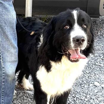 Shayla -  Newfoundland Dog Dog for Adoption in Andover, Massachusetts - Shayla | PetCurious